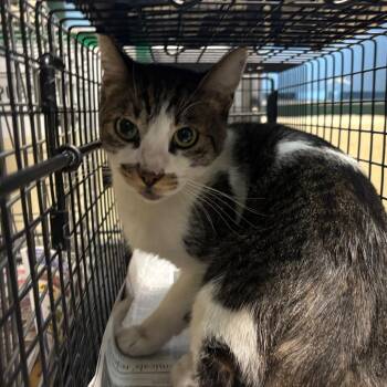 Simba -  Domestic Short Hair Cat for Adoption in Pasadena, California - Simba | PetCurious