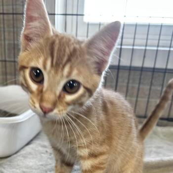 McDreamy -  Domestic Short Hair Cat for Adoption in Grinnell, Iowa - McDreamy | PetCurious
