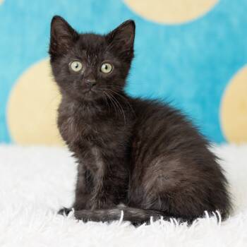 Rescue Domestic Short Hair Cats for Adoption in Saint Paul, Minnesota - Maybeel | PetCurious
