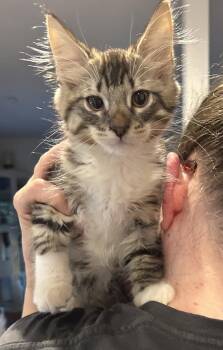 Maverick Napa -  Maine Coon Cat for Adoption in Napa, California - Maverick Napa | PetCurious