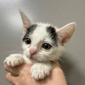 Willow -  Domestic Short Hair Cat for Adoption in Sand Springs, Oklahoma - Willow | PetCurious