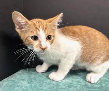 Rescue Domestic Short Hair Cats for Adoption in Hawk Point, Missouri - Grits | PetCurious