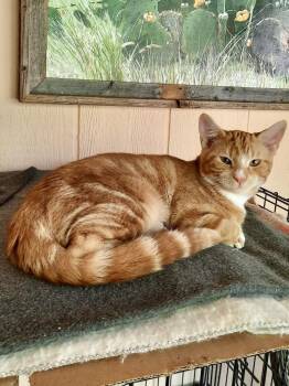 Rescue Tabby Cats for Adoption in Scottsburg, Indiana - Sully | PetCurious