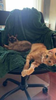Tanjiro (and Nezuko) -  Domestic Short Hair Cat for Adoption in Seattle, Washington - Tanjiro (and Nezuko) | PetCurious