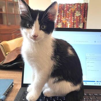 Dottie -  Domestic Medium Hair Cat for Adoption in Fairway, Kansas - Dottie | PetCurious