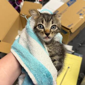 Angie -  Domestic Short Hair Cat for Adoption in Lufkin, Texas - Angie | PetCurious