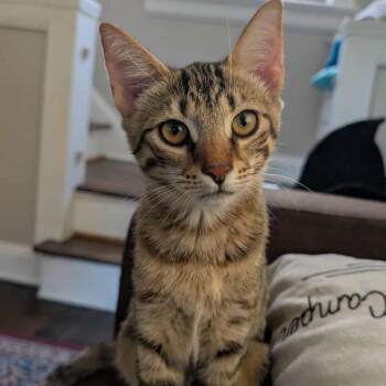 Rescue Domestic Short Hair Cats for Adoption in Middletown, Ohio - Rumi | PetCurious