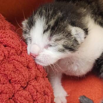 Domestic Short Hair Cats Available for Adoption in Clearwater, Florida - Kourtney | PetCurious