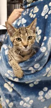 Lexie PA -  Domestic Short Hair Cat for Adoption in Denham Springs, Louisiana - Lexie PA | PetCurious