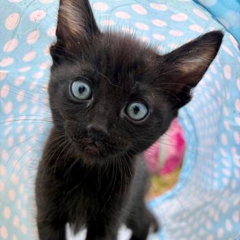 Tinkie Winkie -  Domestic Short Hair Cat for Adoption in Brea, California - Tinkie Winkie | PetCurious