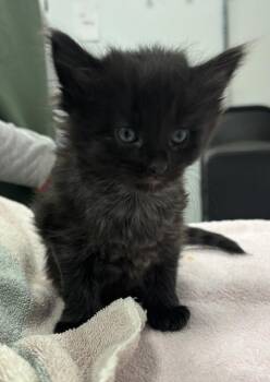 Valentino Chiara -  Domestic Short Hair Cat for Adoption in Saint Paul, Minnesota - Valentino Chiara | PetCurious