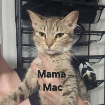 Momma Mac -  Domestic Short Hair Cat for Adoption in Cincinnati, Ohio - Momma Mac | PetCurious