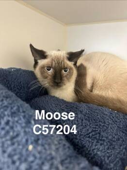 Moose -  Domestic Short Hair Cat for Adoption in Clarksville, Tennessee - Moose | PetCurious