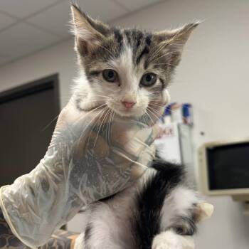 O the Owl -  Domestic Short Hair Cat for Adoption in Cleveland, Mississippi - O The Owl | PetCurious