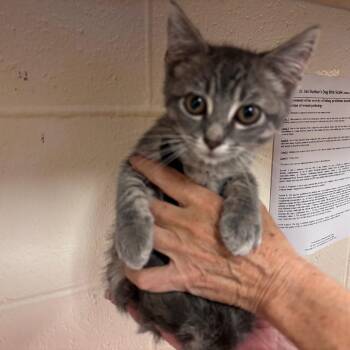 Sonic -  Domestic Short Hair Cat for Adoption in Memphis, Tennessee - Sonic | PetCurious