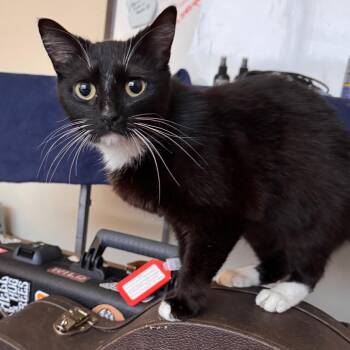 Domestic Short Hair Cats Available for Adoption in Parkersburg, West Virginia - Sox | PetCurious