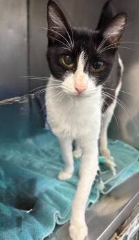 Kim -  Domestic Short Hair Cat for Adoption in Little Rock, Arkansas - Kim | PetCurious
