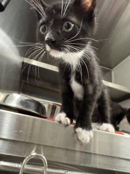 Boo -  Domestic Short Hair Cat for Adoption in Hilton Head Island, South Carolina - Boo | PetCurious