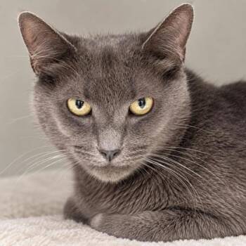 Pawmetto Kershaw -  Domestic Short Hair Cat for Adoption in Hudson, Massachusetts - Pawmetto Kershaw | PetCurious