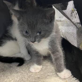 Shima -  Domestic Short Hair Cat for Adoption in Philadelphia, Pennsylvania - Shima | PetCurious