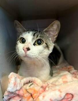 Mojave -  Domestic Short Hair Cat for Adoption in Mason City, Iowa - Mojave | PetCurious