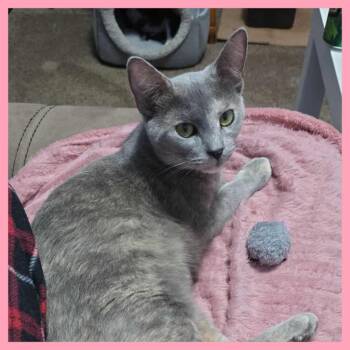 Rescue Domestic Short Hair Cats for Adoption in Lansdowne, Pennsylvania - Shimmer | PetCurious