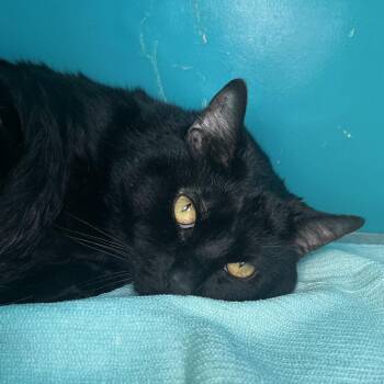 Armond -  Domestic Short Hair Cat for Adoption in Chicago, Illinois - Armond | PetCurious