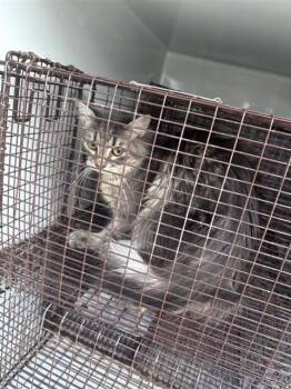 A659798 -  Domestic Short Hair Cat for Adoption in Houston, Texas - A659798 | PetCurious