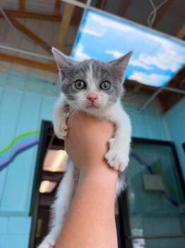 Zina -  Domestic Short Hair Cat for Adoption in Leitchfield, Kentucky - Zina | PetCurious