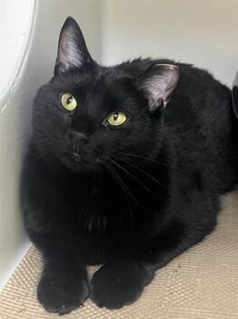 LUKA -  Domestic Short Hair Cat for Adoption in Boston, Massachusetts - LUKA | PetCurious