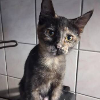Domestic Short Hair Cats Available for Adoption - Lucy | PetCurious