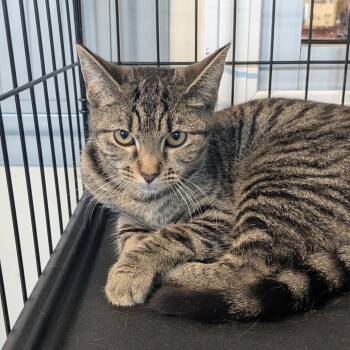 Rescue Domestic Short Hair Cats for Adoption in Huntington, West Virginia - Munchkin | PetCurious