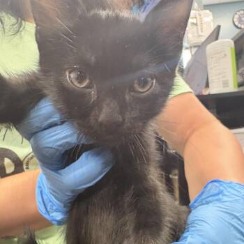 Honey Walnut Shrimp -  Domestic Short Hair Cat for Adoption in Newark, New Jersey - Honey Walnut Shrimp | PetCurious