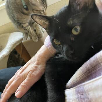 Domestic Short Hair Cats Available for Adoption - Harry | PetCurious