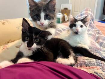 Rhysand -  Domestic Medium Hair Cat for Adoption in Hampton, Virginia - Rhysand | PetCurious
