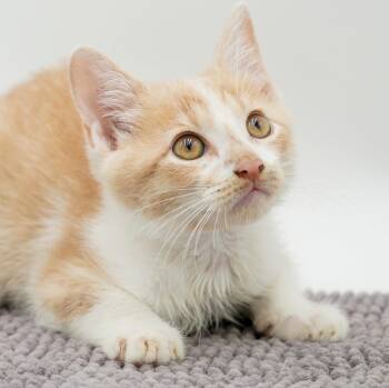 Otis is our main man mini love bug -  Tabby and Turkish Van Cat for Adoption in Bedford Hills, New York - Otis Is Our Main Man Mini Love Bug | PetCurious