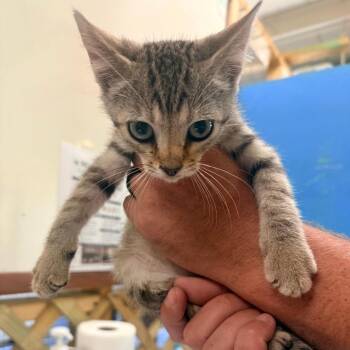 Moss -  Domestic Short Hair Cat for Adoption in Corinth, Mississippi - Moss | PetCurious