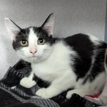 Pamper -  Domestic Short Hair Cat for Adoption in Evansville, Indiana - Pamper | PetCurious