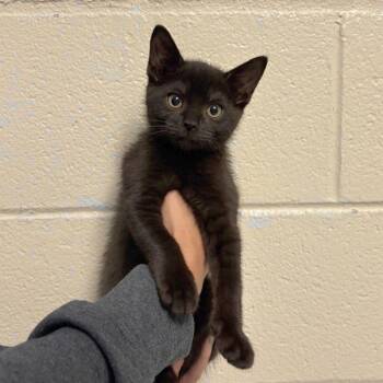 England -  Domestic Short Hair Cat for Adoption in Hendersonville, North Carolina - England | PetCurious