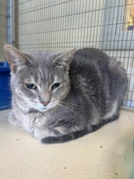 Domestic Short Hair Cats Available for Adoption in Kalamazoo, Michigan - Robin | PetCurious