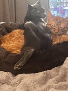 Rescue Russian Blue Cats for Adoption in Woodbridge, Virginia - XO | PetCurious