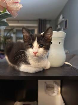 Beans -  Tuxedo Cat for Adoption in Toronto, Ontario - Beans | PetCurious