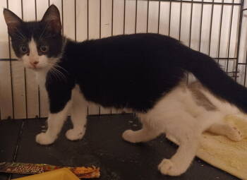 Rescue Domestic Short Hair Cats for Adoption in San Jose, California - Basil | PetCurious