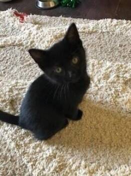 Domestic Short Hair Cats Available for Adoption in Dayton, Minnesota - Libby | PetCurious
