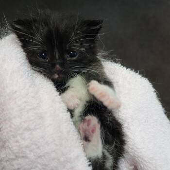 Wingo -  Domestic Short Hair Cat for Adoption in Russellville, Kentucky - Wingo | PetCurious