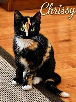 Chrissy (FCID# 07/13/2026 - 28) C -  Calico and Tabby Cat for Adoption in Greenville, Delaware - Chrissy (FCID# 07/13/2026 - 28) C | PetCurious
