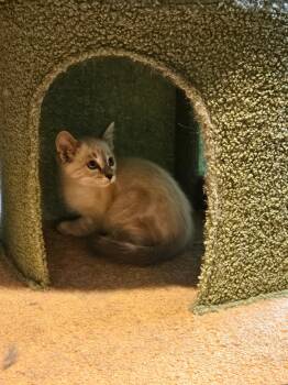 Lancelot -  Domestic Short Hair Cat for Adoption in Glenwood City, Wisconsin - Lancelot | PetCurious