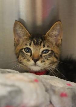 Lloyd 63344 -  Domestic Short Hair Cat for Adoption in Aiken, South Carolina - Lloyd 63344 | PetCurious