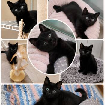 Juju -  Domestic Short Hair Cat for Adoption in Spokane, Washington - Juju | PetCurious
