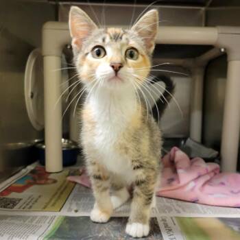 Sparkler -  Domestic Short Hair Cat for Adoption in Columbia, Missouri - Sparkler | PetCurious